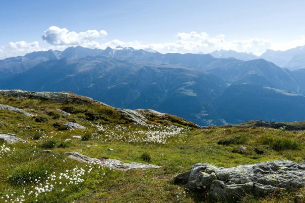 Breathtaking view of the Swiss Alps with clear skies and wildflowers in the foreground.