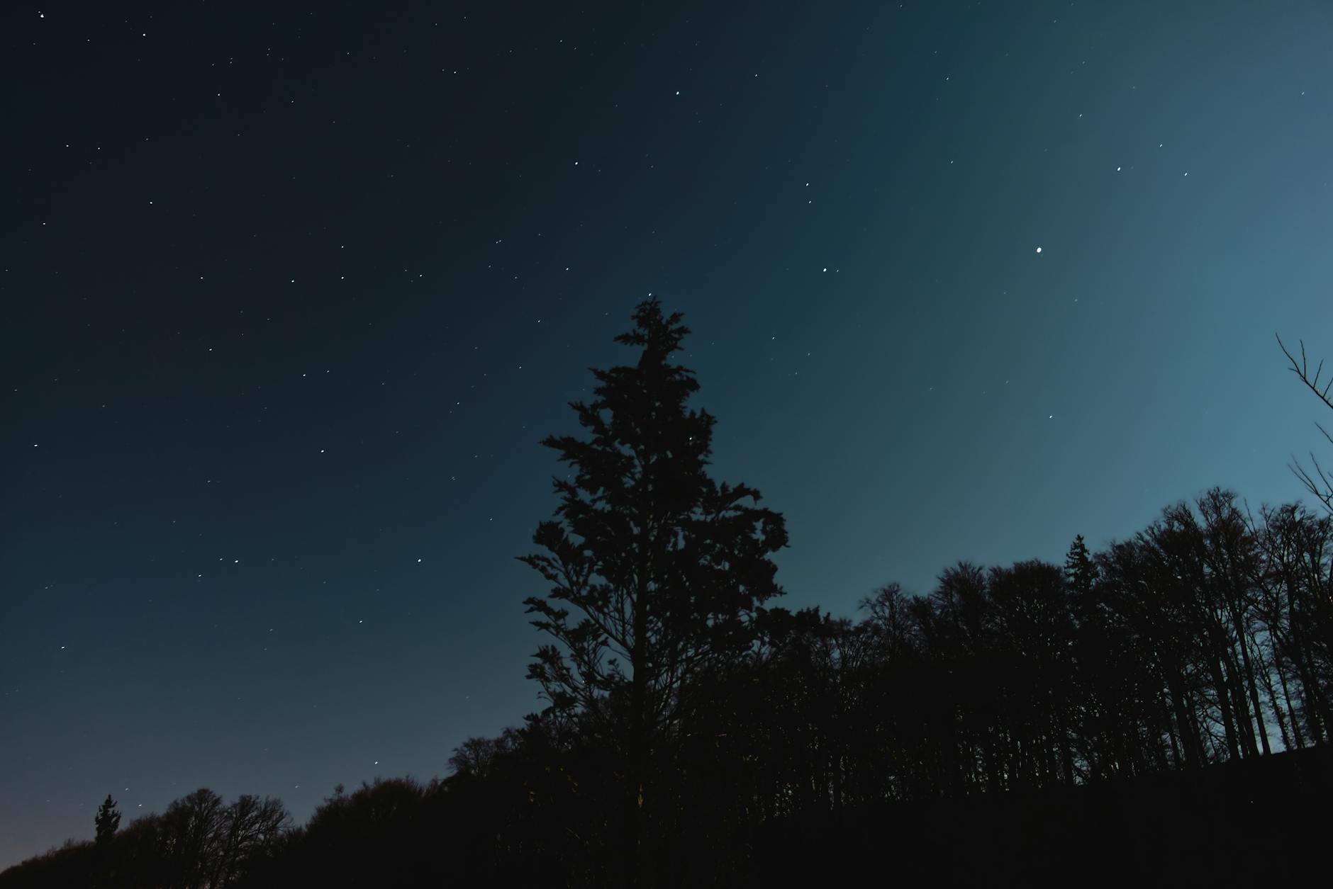 Silhouetted trees under a starry night sky, capturing the serene beauty of nature in Austria.