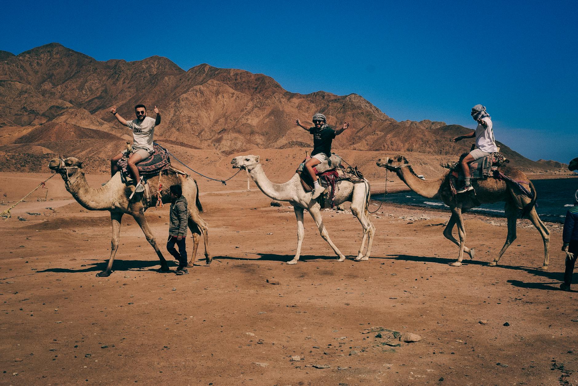 Tourists enjoy camel riding with stunning mountain views in Dahab, Egypt.