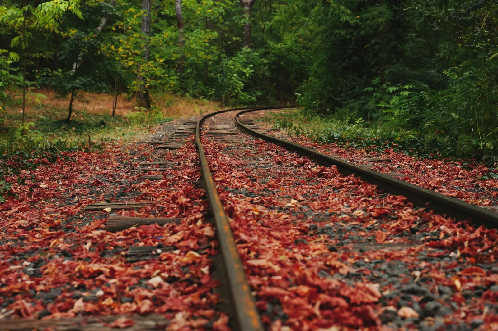 Captivating autumn scene of a railroad covered with red leaves in a Bulgarian forest.
