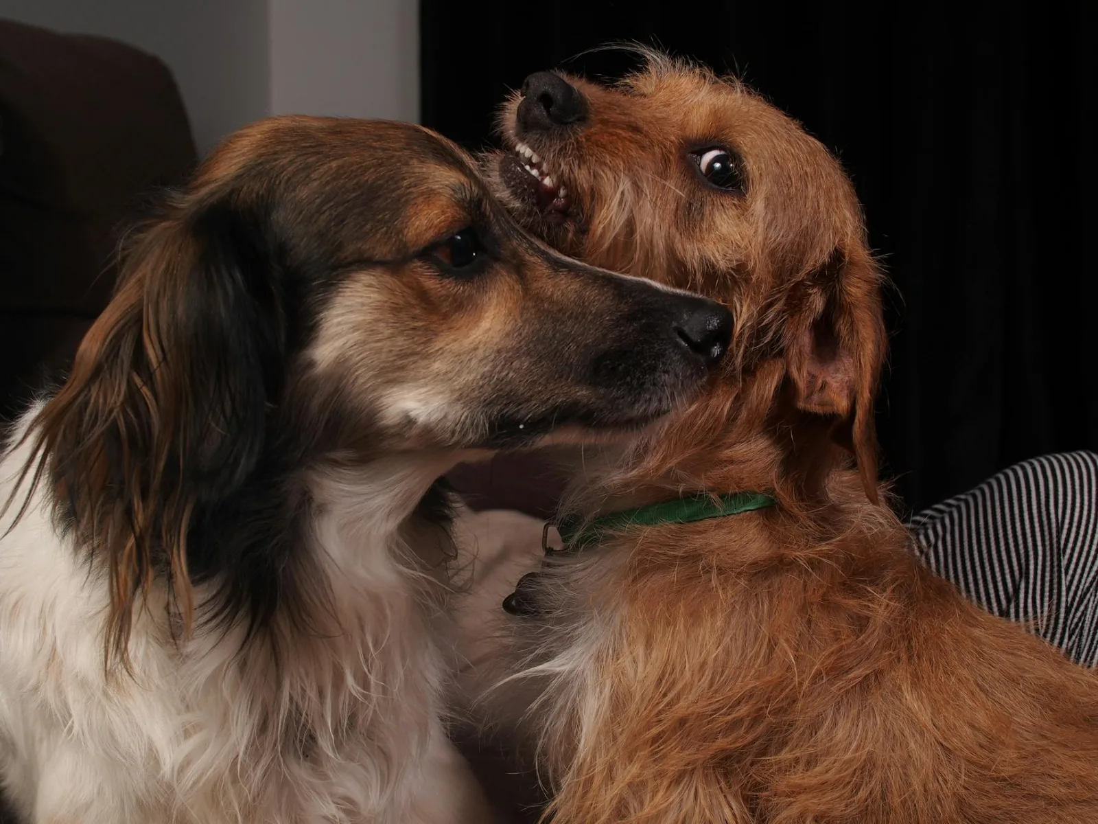 Close-up of two dogs playing indoors, showcasing furry animals and their playful interaction.