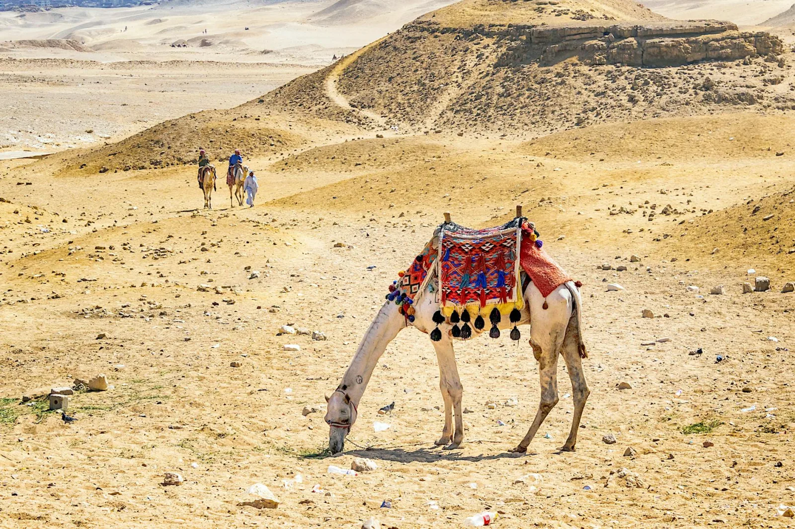 Camel with colorful textiles grazing in a sandy desert, showcasing traditional desert life.