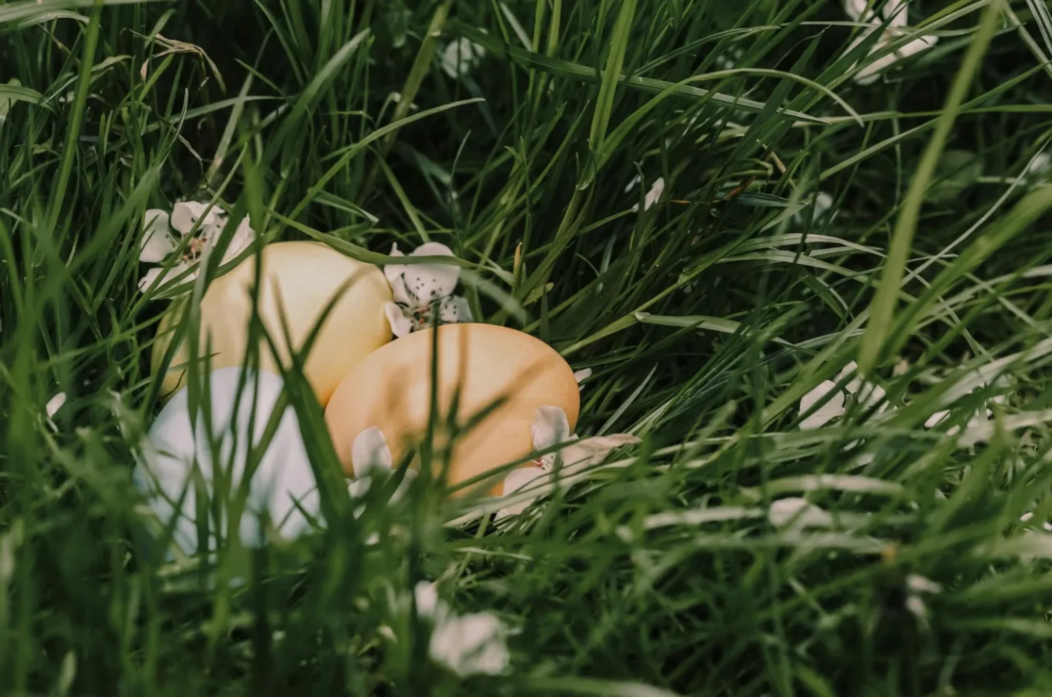 Easter eggs with blossoming flowers with pleasant scent on meadow in daytime in spring season