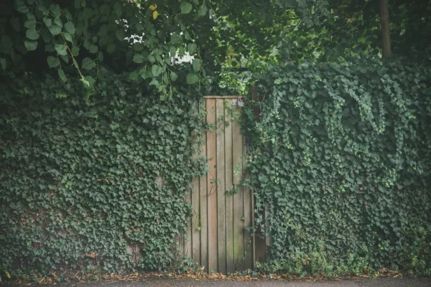 Wooden gate surrounded by dense green ivy creates a secret garden vibe in London.