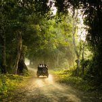 A jeep navigates a serene forest path during sunset, creating an adventurous ambiance.