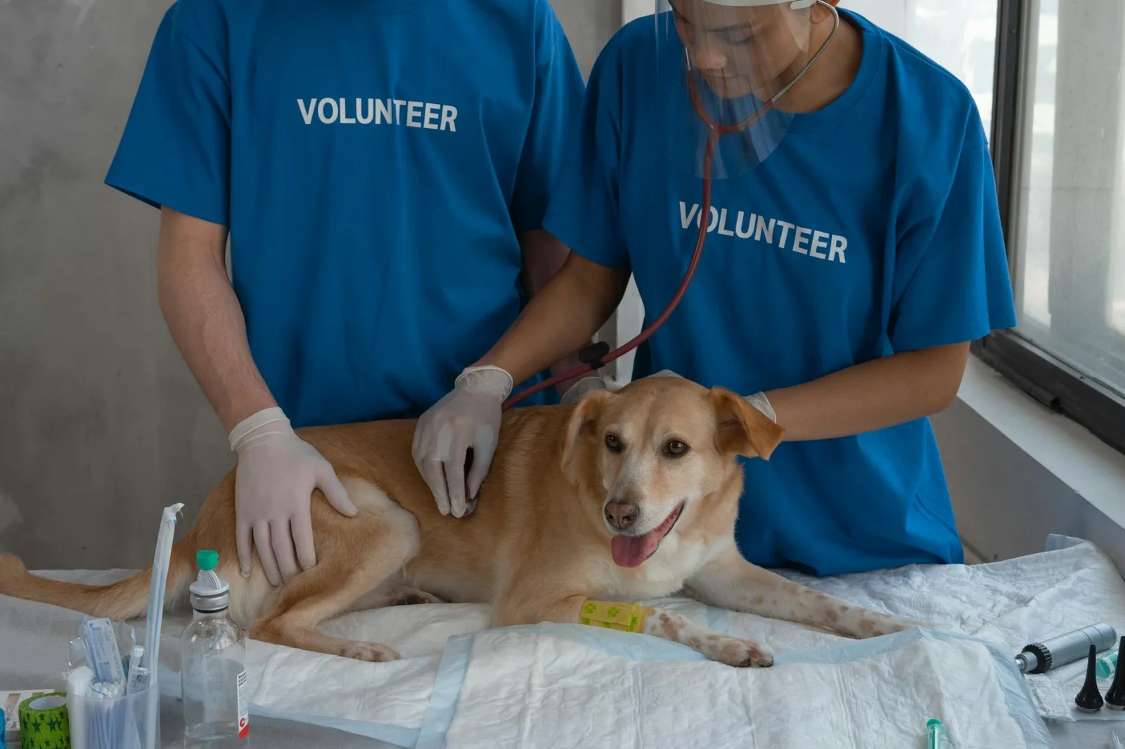 Veterinary volunteers caring for a dog during a checkup at an animal clinic.