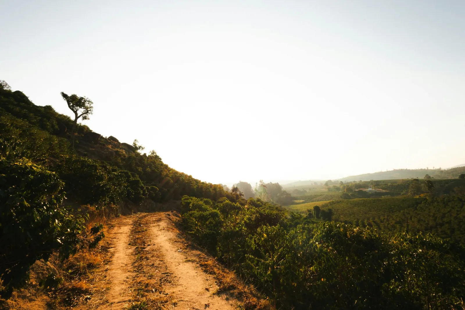 A serene landscape with a dirt path leading through lush hills at sunrise or sunset.