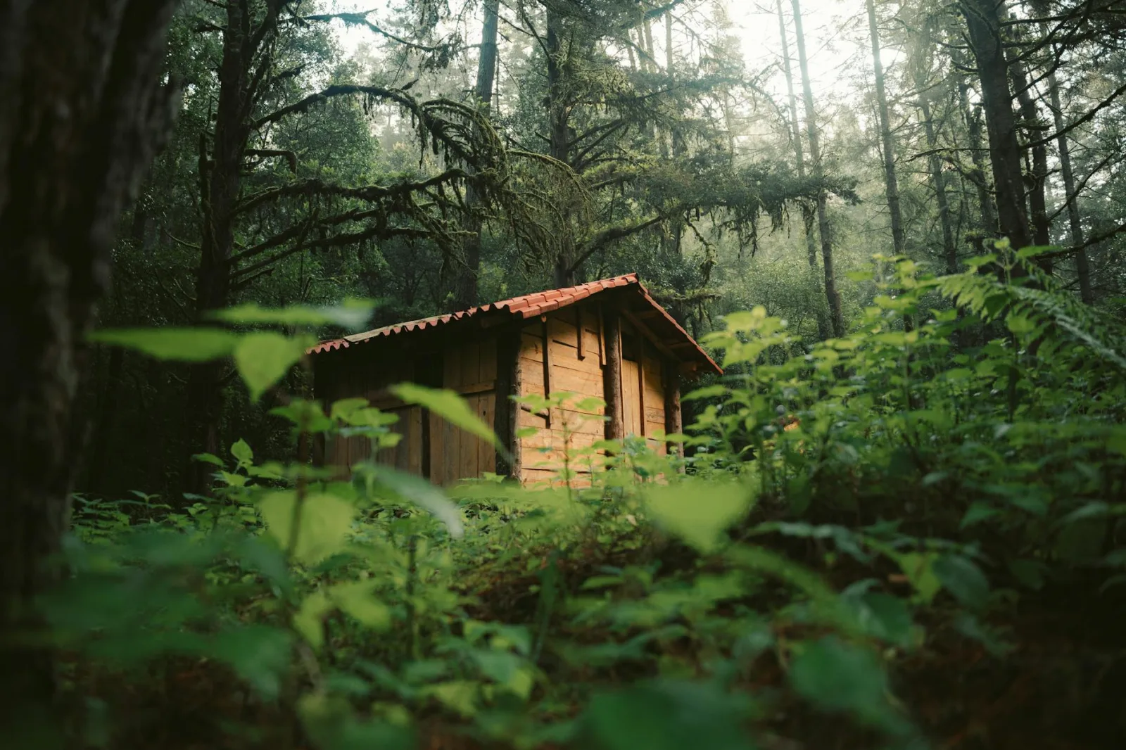 A serene cabin nestled in the dense forest of Estado de México, surrounded by lush greenery.