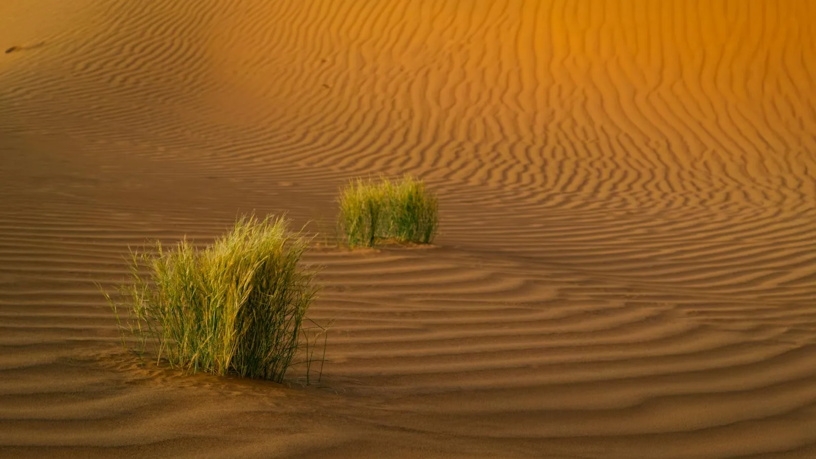Experience the tranquil beauty of Jaisalmer's golden sand dunes at sunset with vivid grass patches.