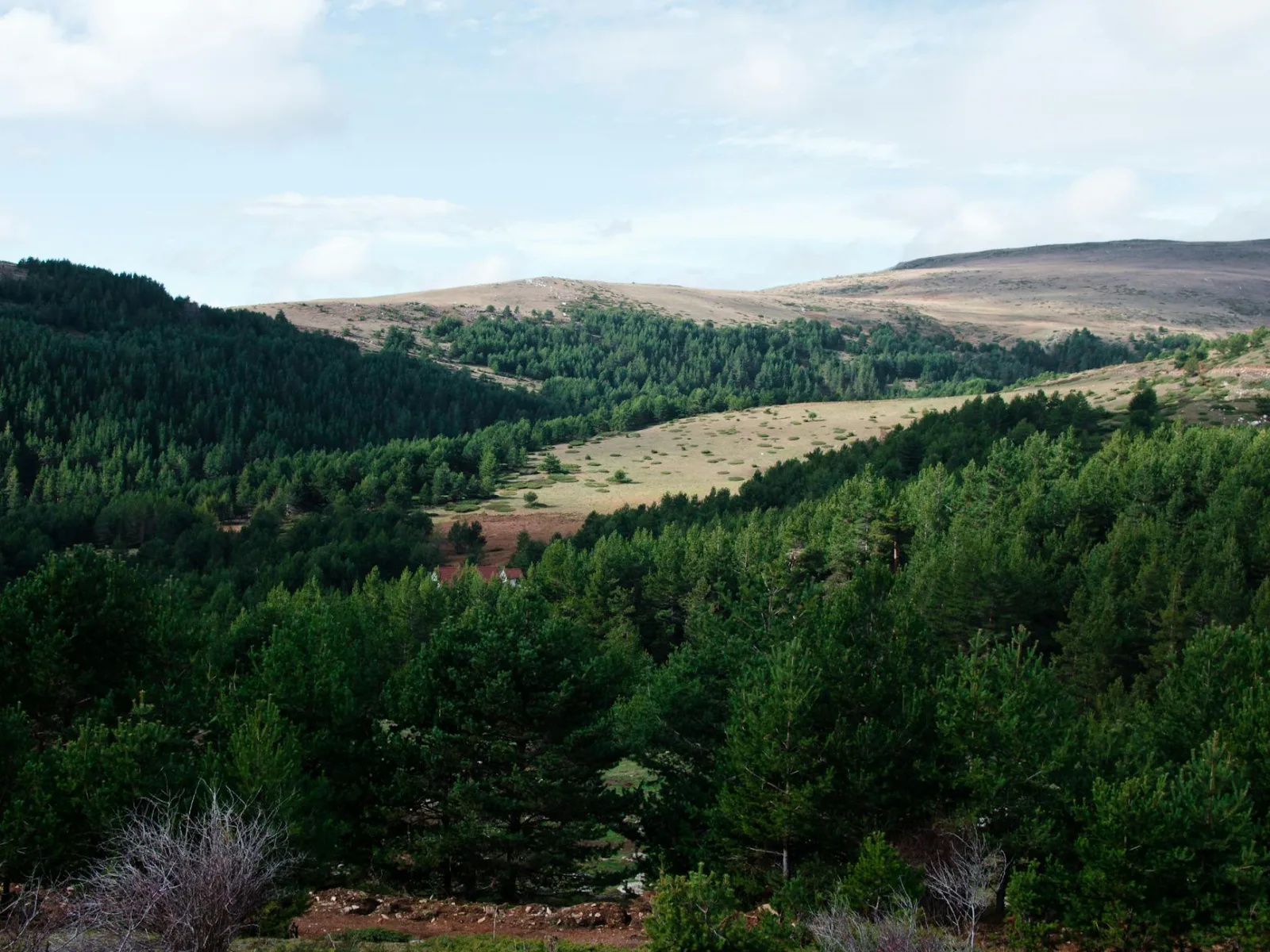 Captivating view of a lush forest and hills under a blue sky, exuding tranquility.