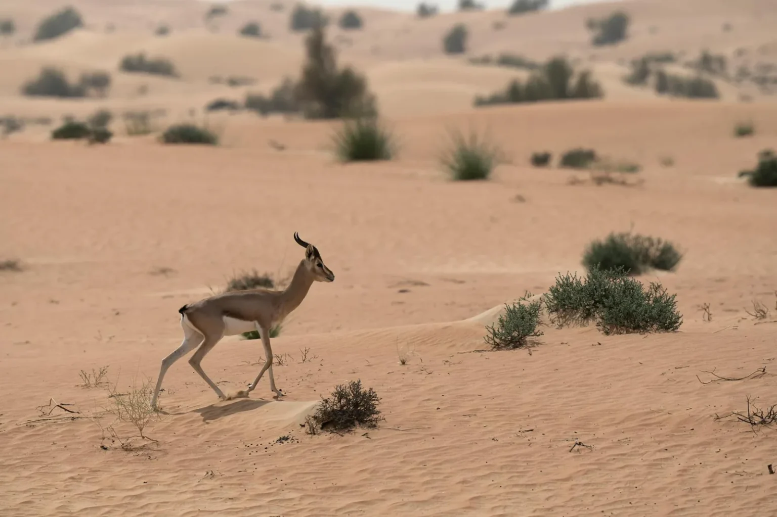 An Arabian gazelle walking gracefully through the sandy dunes of Dubai's desert.