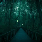 A foggy forest pathway illuminated by vintage lanterns creating a mystic atmosphere.