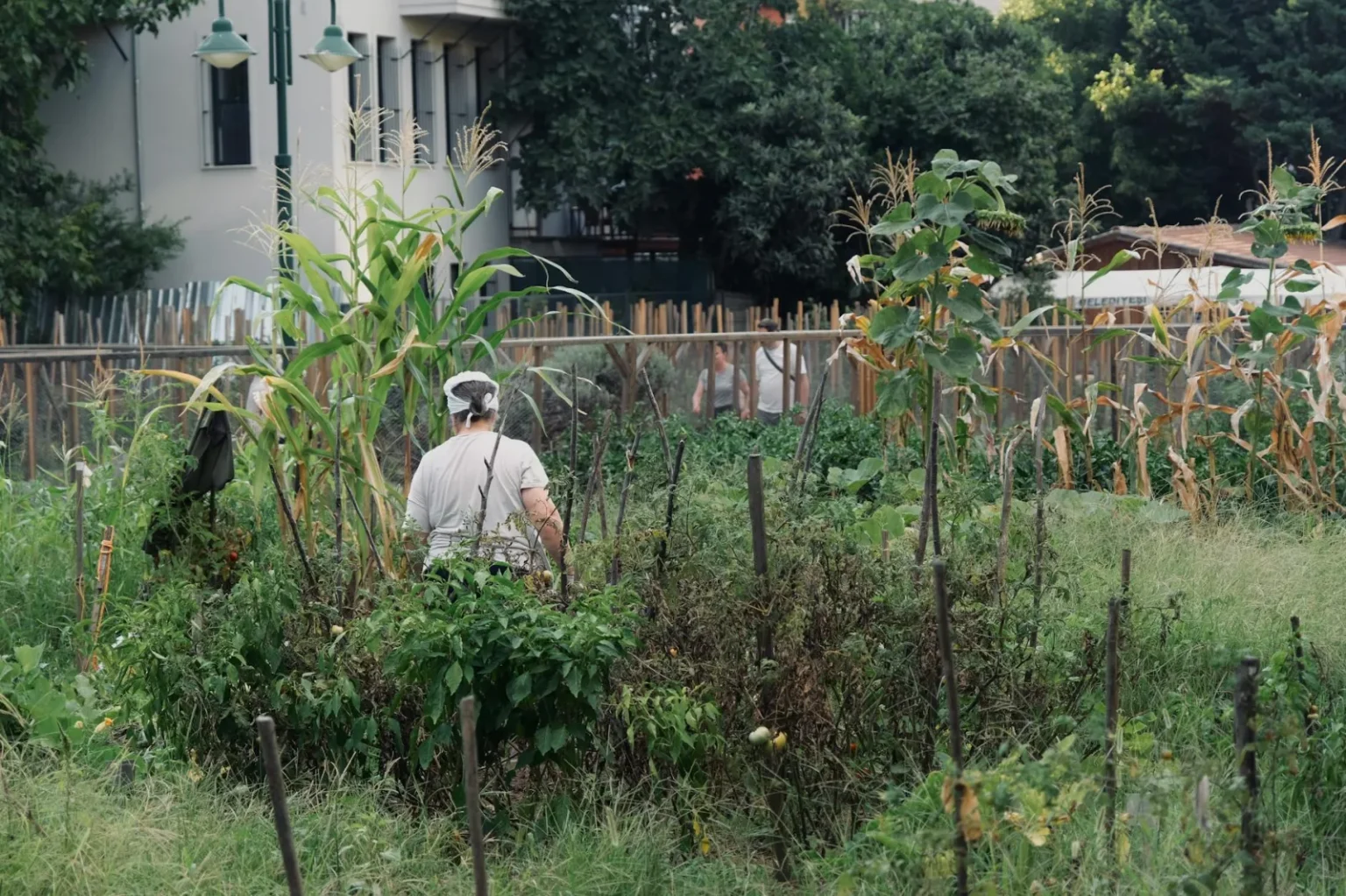 Person tending to an urban vegetable garden with corn and various plants.