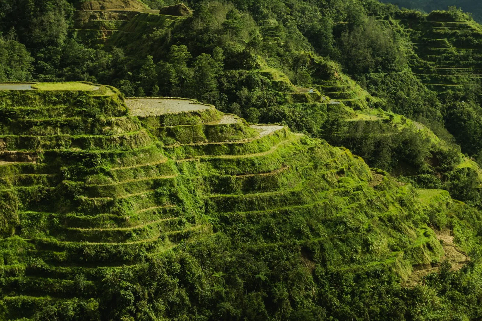 Discover the lush beauty of the Banaue Rice Terraces, a marvel of agricultural engineering in the Philippines.