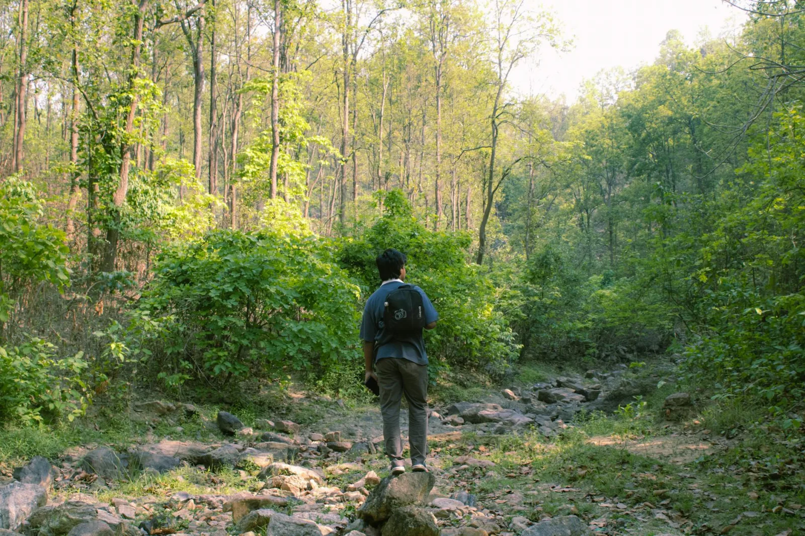 Person hiking through lush green forest, enjoying the tranquility of nature.