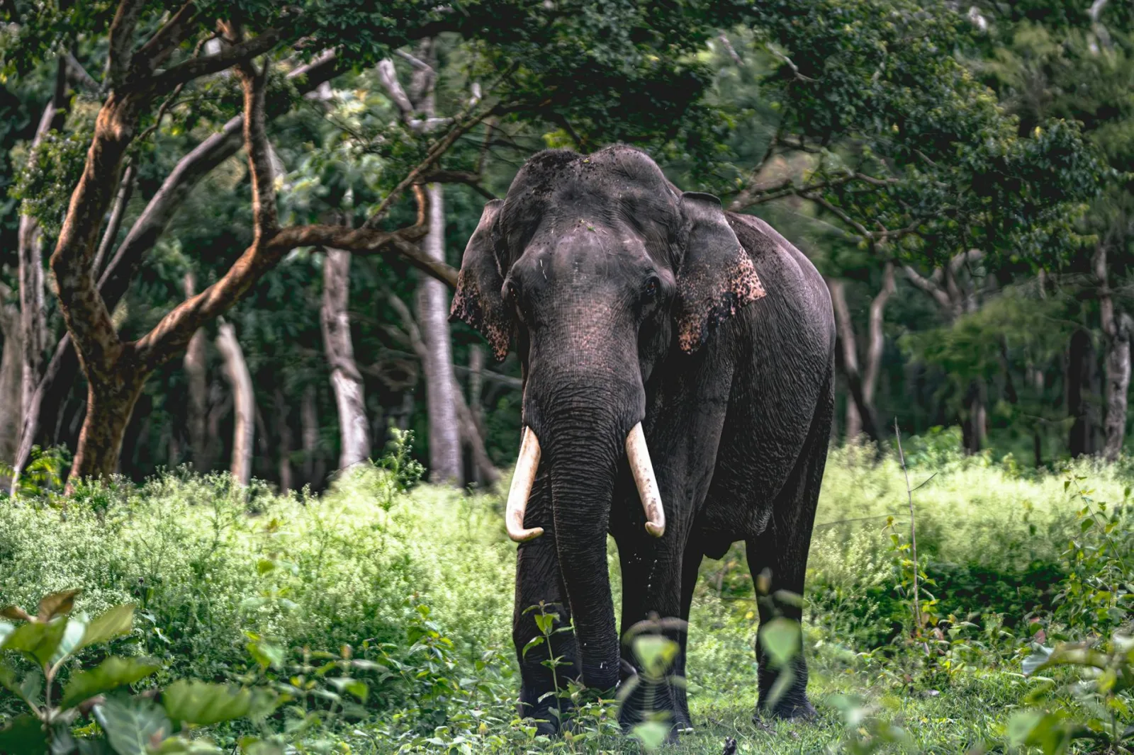 A serene image of an elephant in a dense forest showcasing natural beauty.