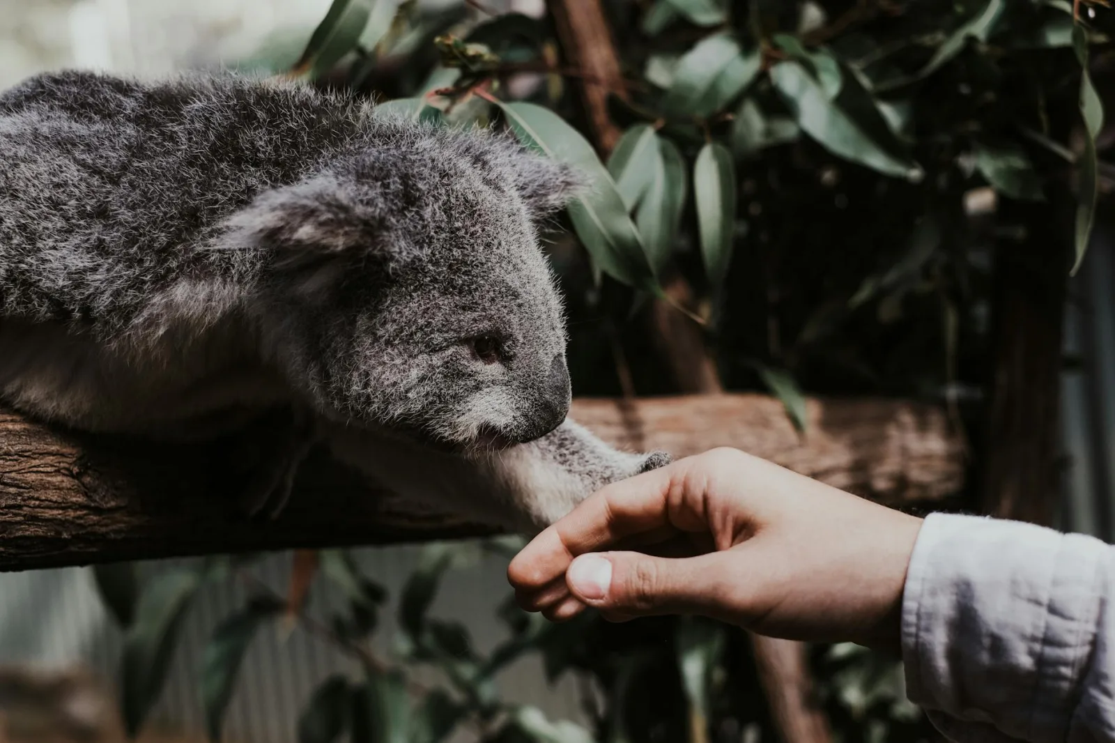 A charming image of a koala reaching out to a human hand in Oxenford, QLD, Australia.