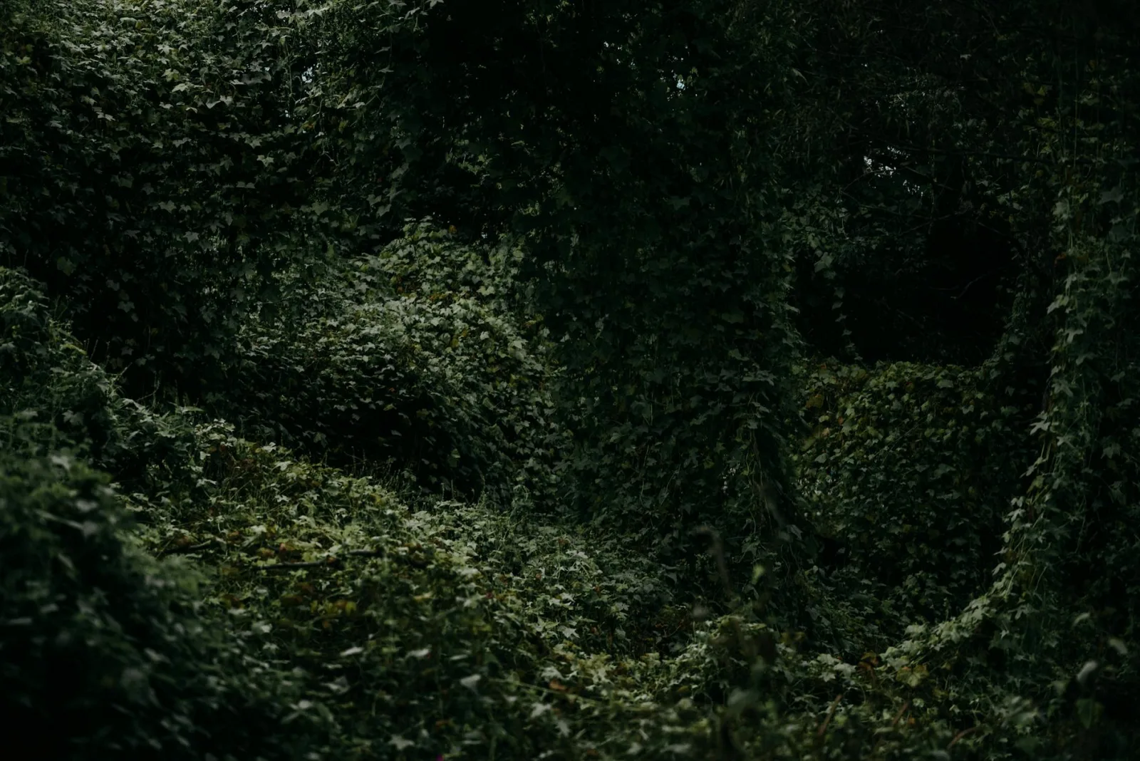 A lush forest scene covered in deep green moss, creating a mysterious and enchanting atmosphere.