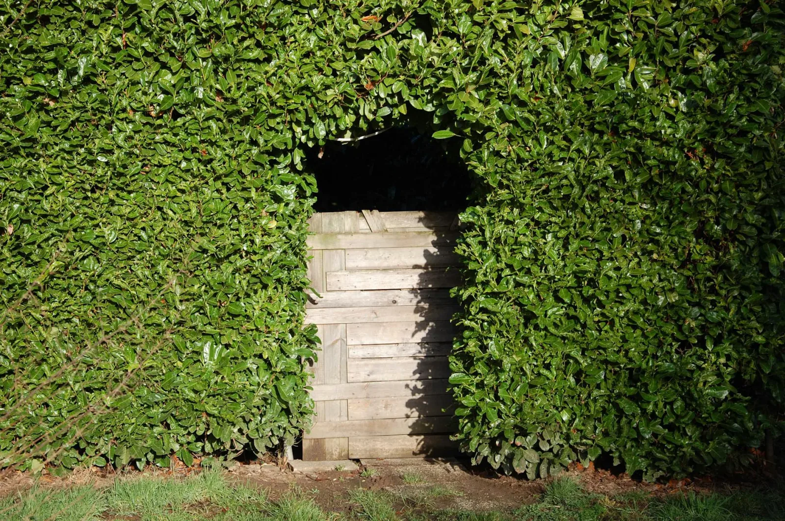 A wooden gate nestled within vibrant, lush green foliage on a sunny day.