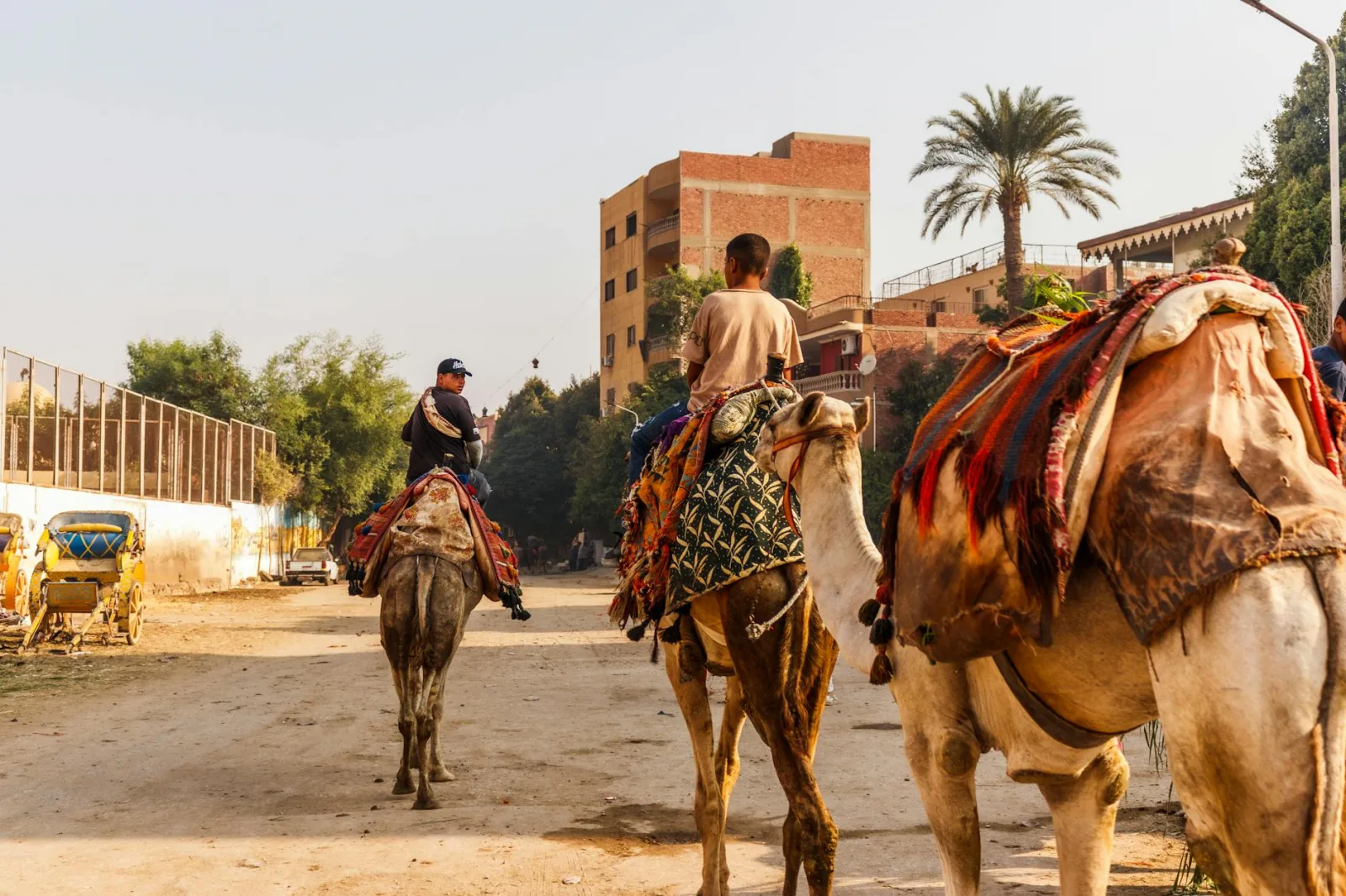 Children riding camels on a sunny day in Cairo, Egypt with cityscape background.