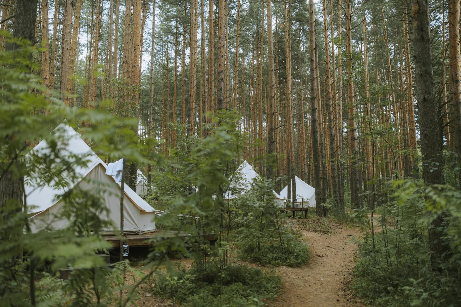 Experience tranquility with tents amidst a lush forest ideal for nature lovers.