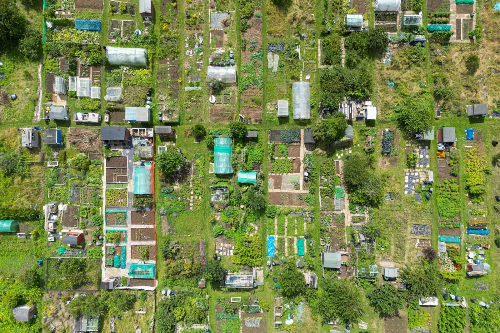 A top-down view of vibrant allotment gardens in Brighton, showcasing diverse plant growth.