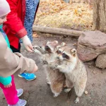 Raccoons engaging with people at a park, showcasing wildlife interaction.
