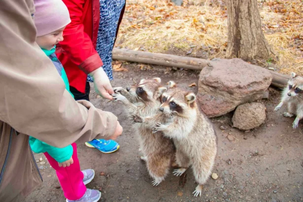 Raccoons engaging with people at a park, showcasing wildlife interaction.