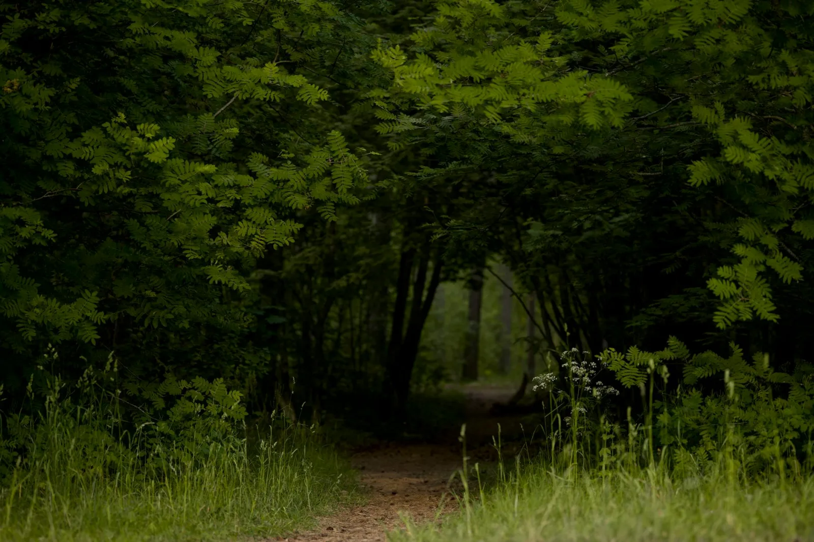 Explore the mysterious forest path surrounded by lush green foliage offering a serene wilderness escape.