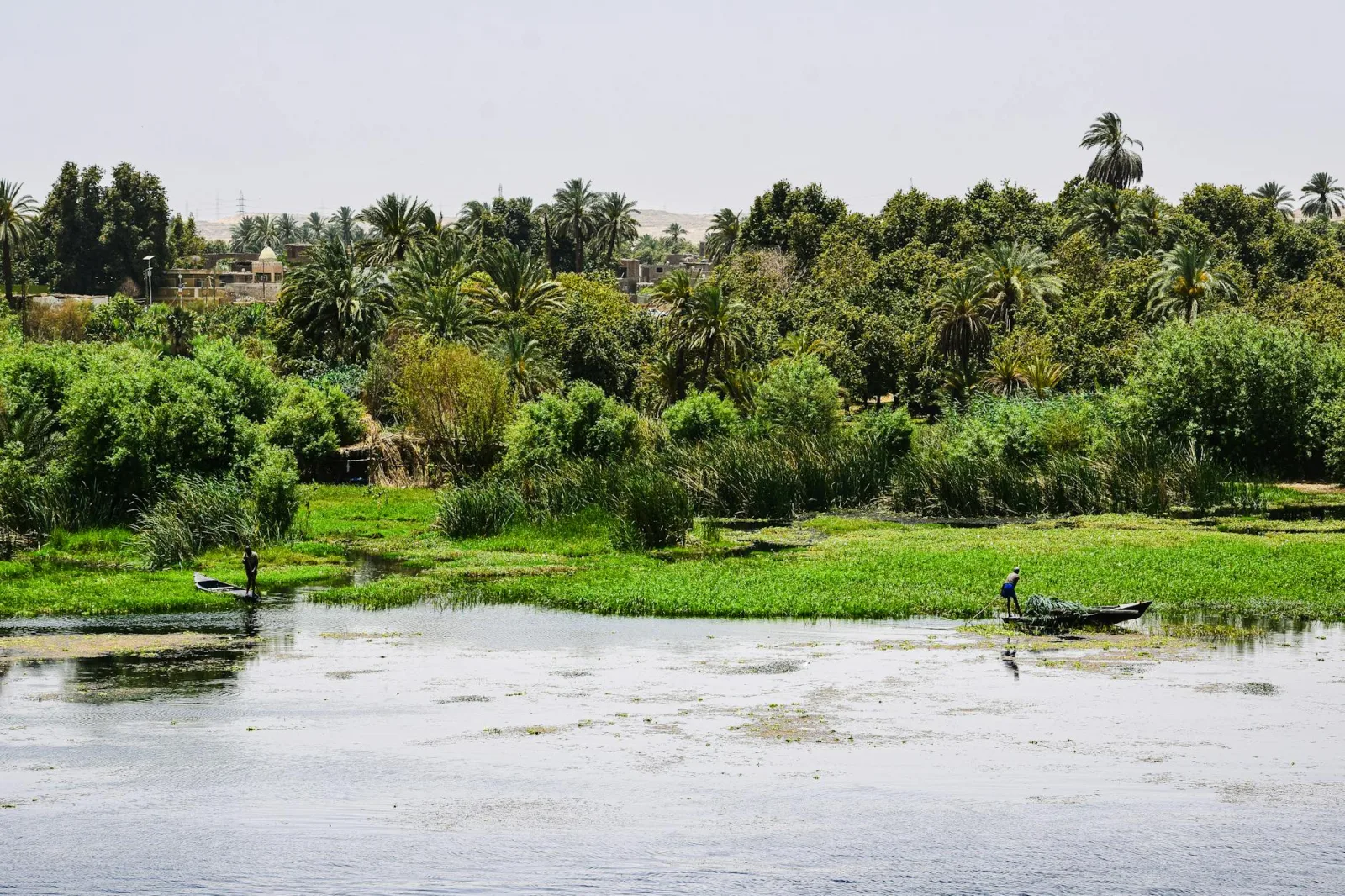 Lush vegetation alongside the Nile with traditional boats on a sunny day.