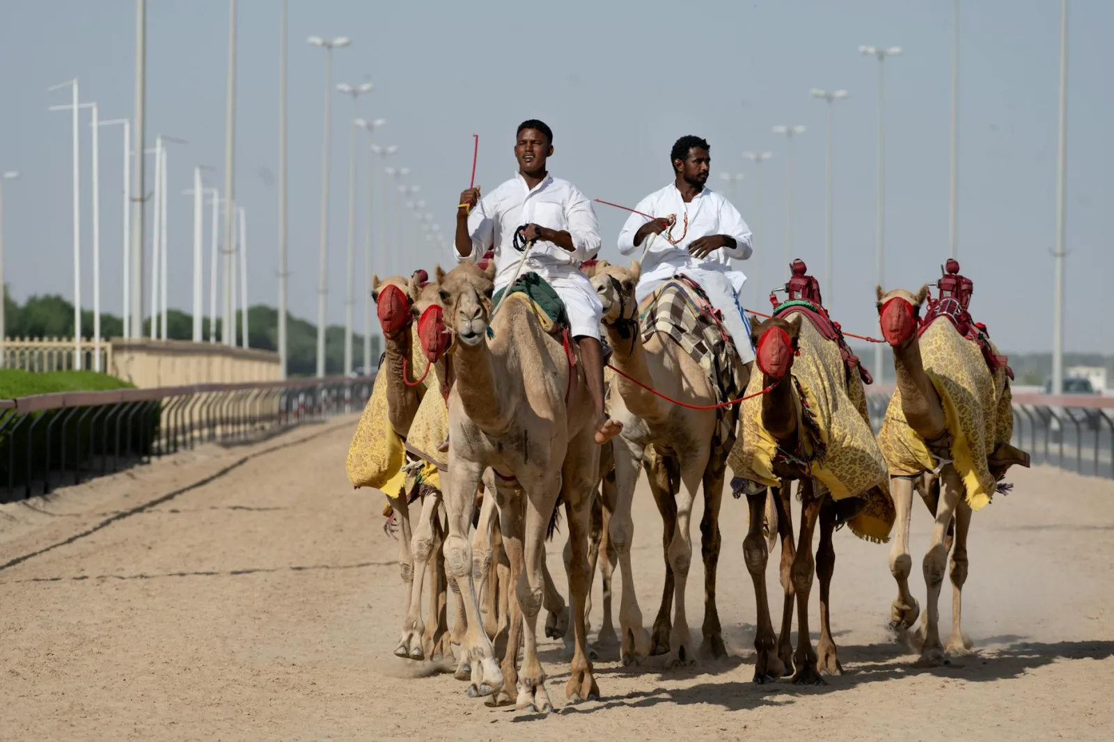 Traditional camel riders in Dubai showcasing desert culture and transportation.