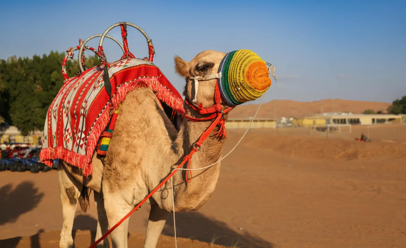 A camel adorned with colorful textiles and a muzzle stands in a sunlit desert setting.