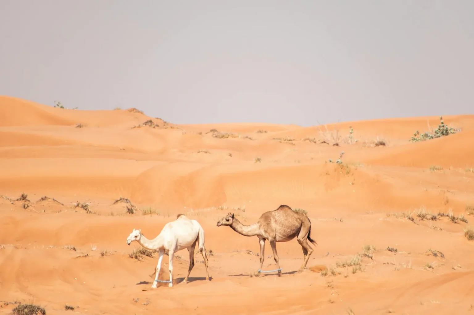 Two camels walking through the orange sand dunes of Dubai's desert, reflecting the natural beauty of the UAE.