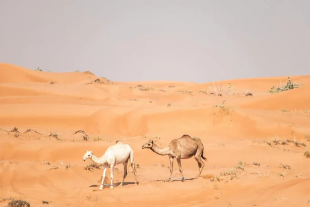 Two camels walking through the orange sand dunes of Dubai's desert, reflecting the natural beauty of the UAE.