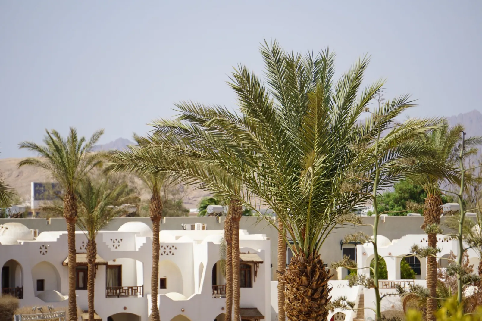 Scenic view of Egyptian architecture with palm trees in a desert setting.