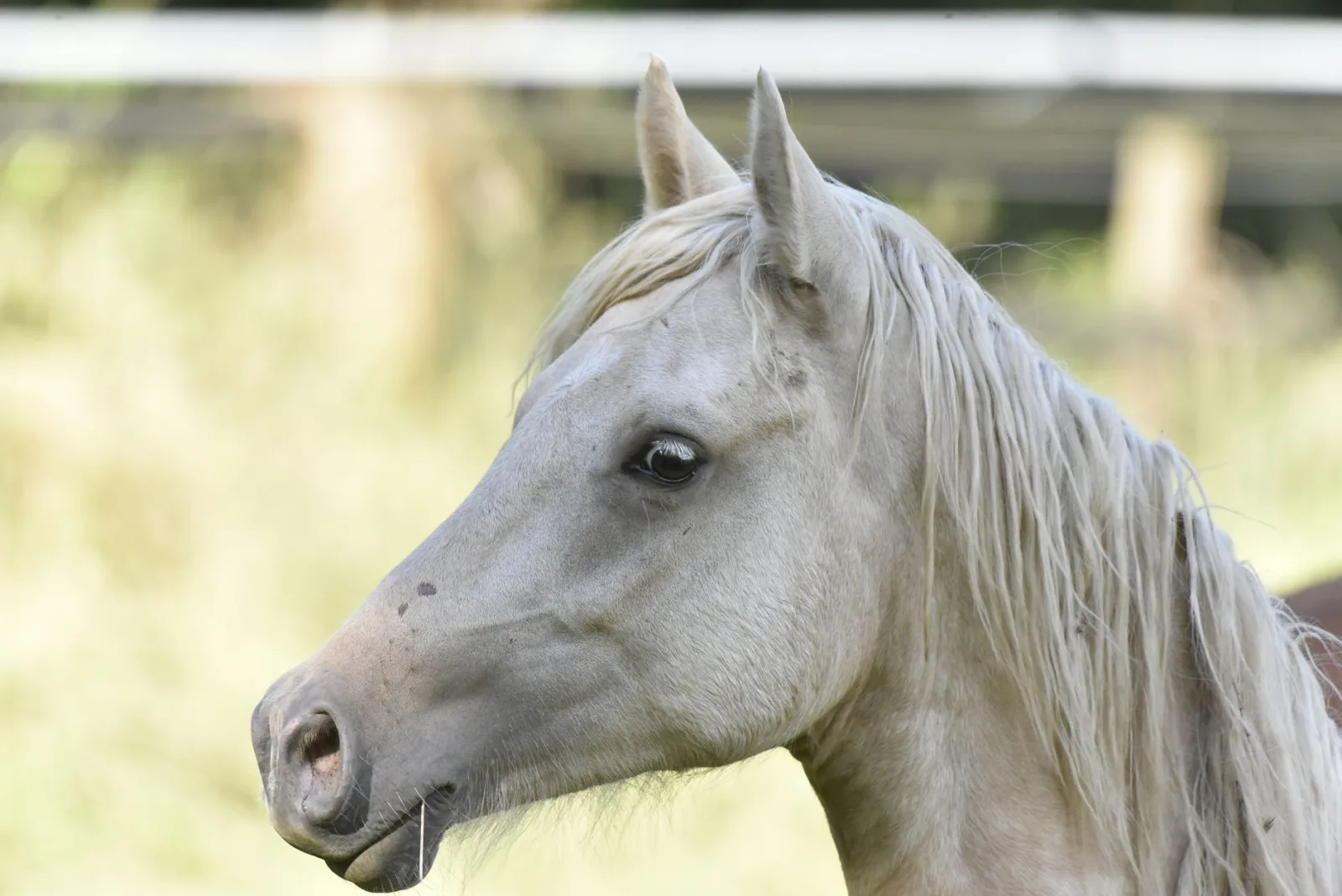 Profile view of a beautiful white Arabian horse in a natural setting, captured during daytime.