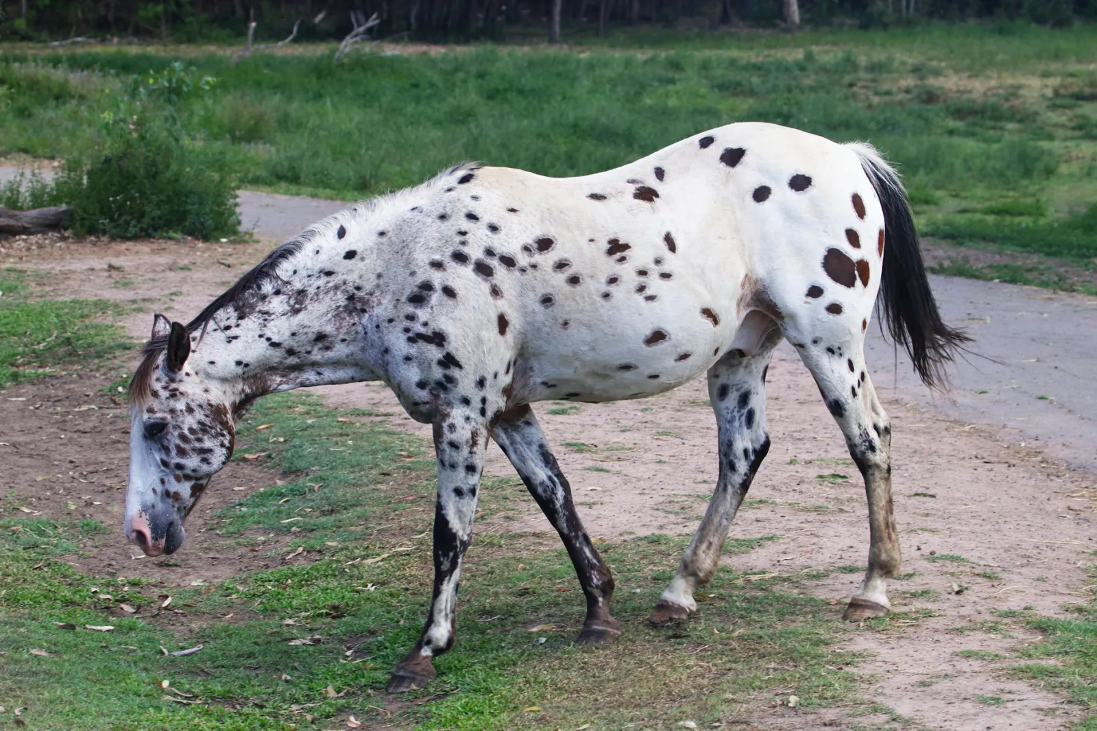 A beautiful Appaloosa horse grazing peacefully outdoors in a natural setting.