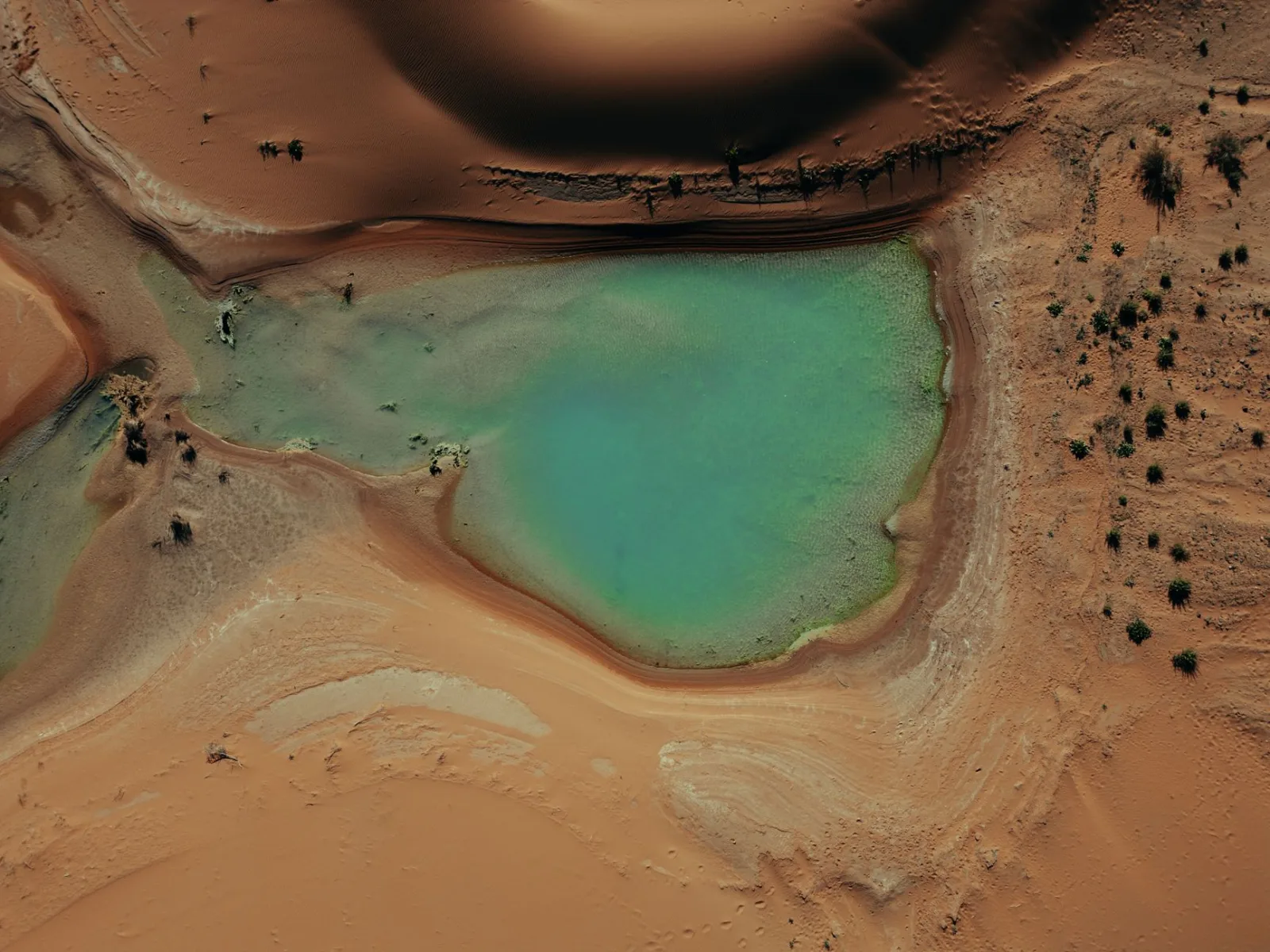 Stunning aerial shot of a vibrant turquoise oasis surrounded by sandy Sahara desert landscape in Morocco.