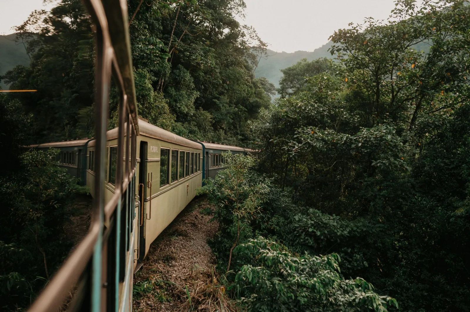 Train passing through dense forest offering a scenic view of lush greenery and mountains.