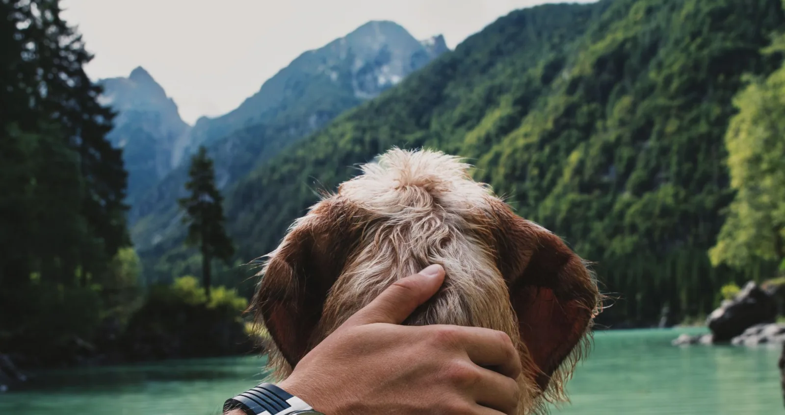 A person gently holds a dog's head while gazing at a serene mountain lake surrounded by lush greenery.