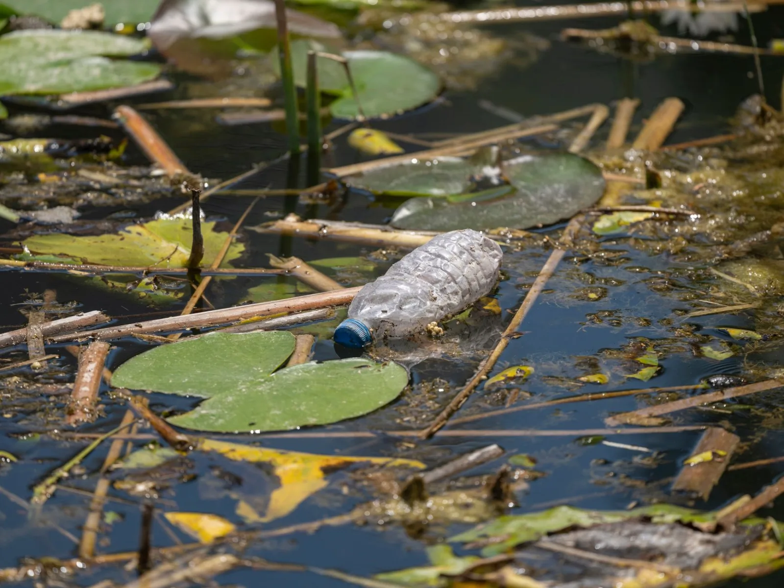 A discarded plastic bottle floating among lily pads in a polluted pond.