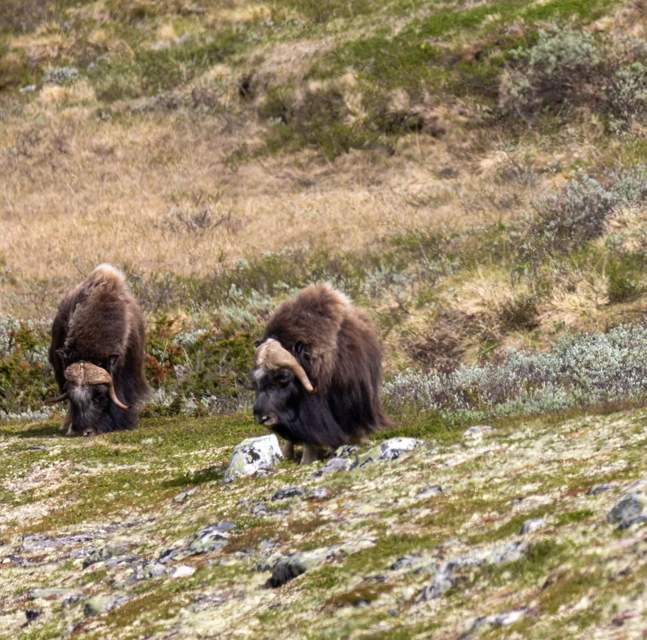 Two musk oxen graze peacefully in the scenic Dovrefjell mountains of Norway.