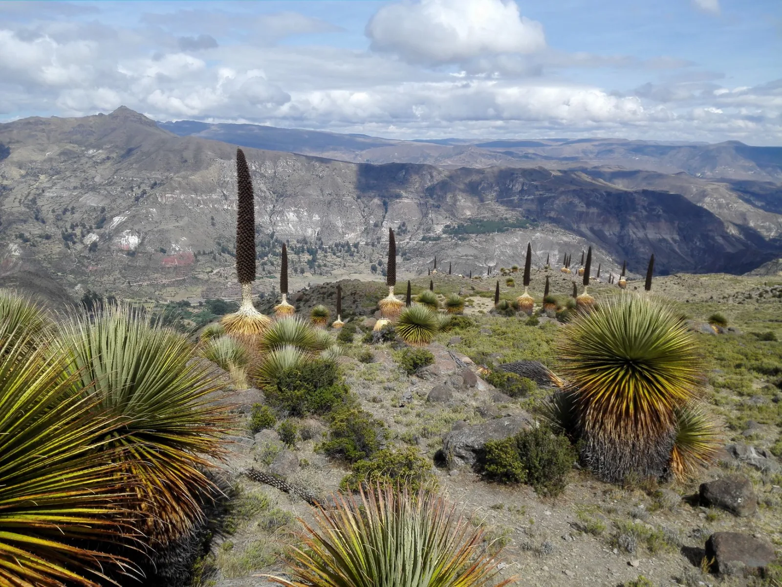 Explore the breathtaking landscape of Ayacucho, Peru with rare Puya Raimondii plants.