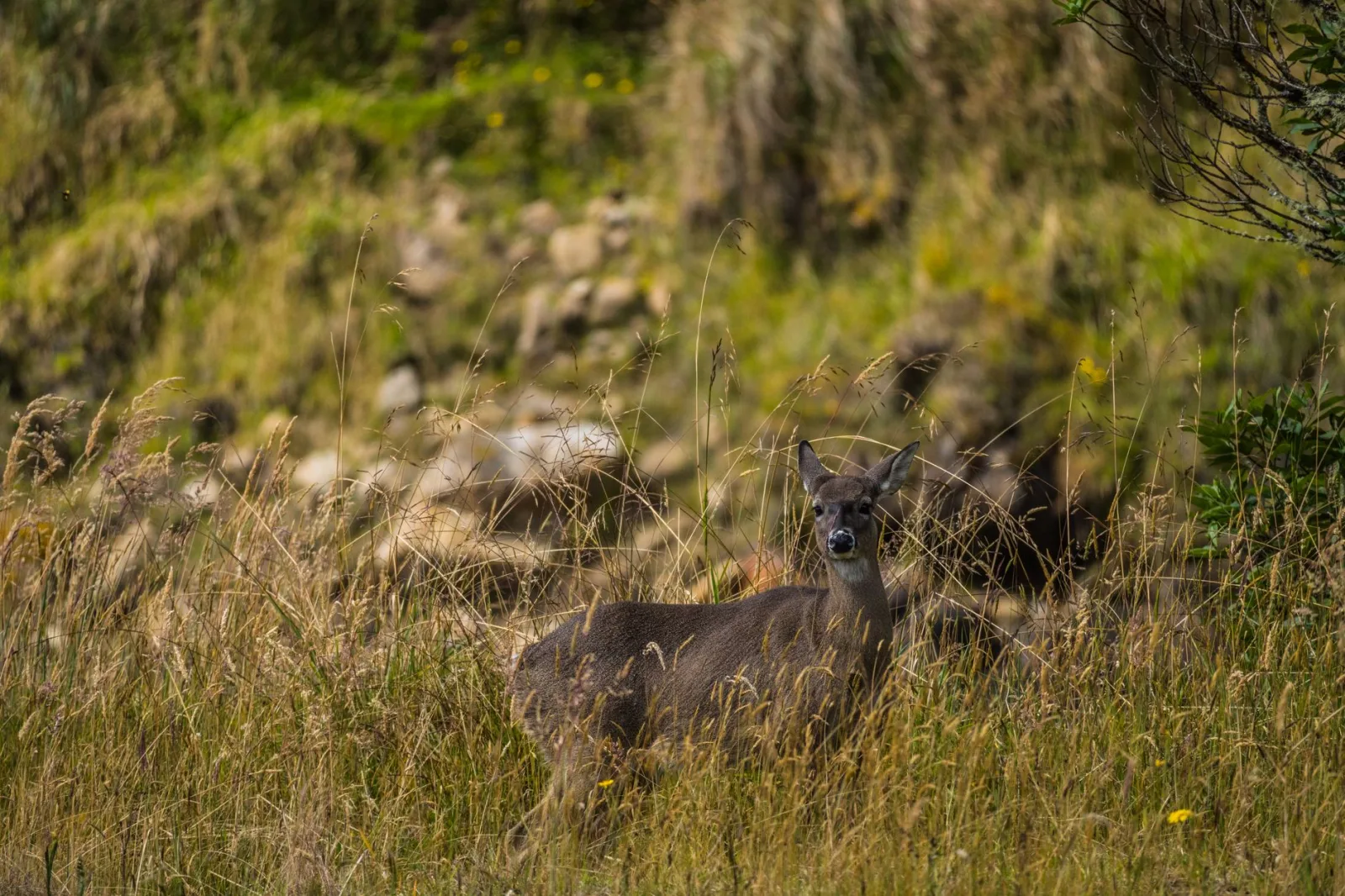 A white-tailed deer standing amidst tall grasses in Guasca, Colombia.