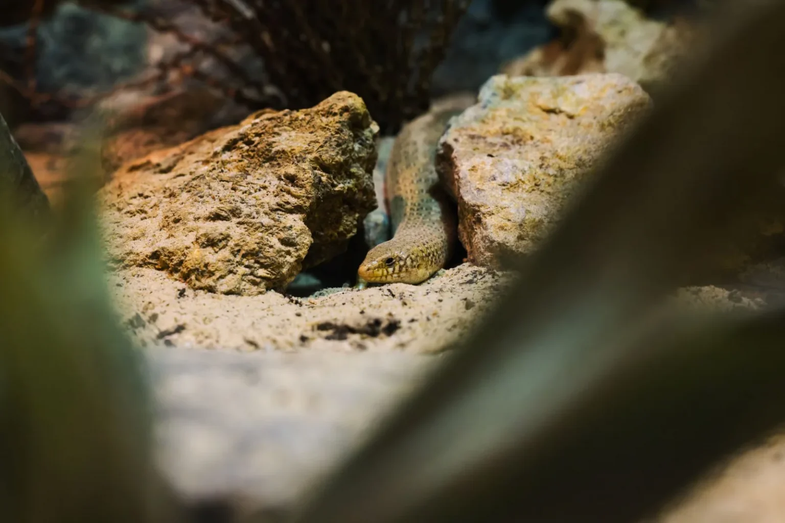 A desert lizard hides among rocks in a natural habitat, blending in with its surroundings.