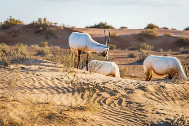 Three Arabian oryx grazing peacefully on the sand dunes in the desert landscape.