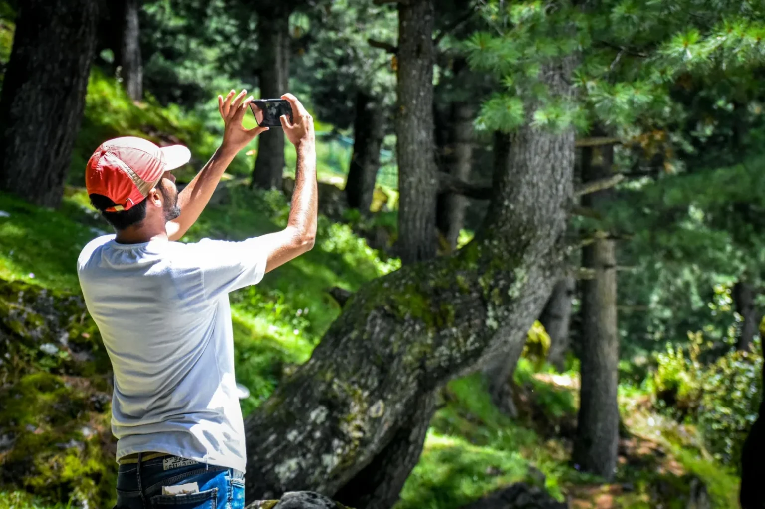 A man stands in a forest holding a smartphone to capture the natural beauty around him.