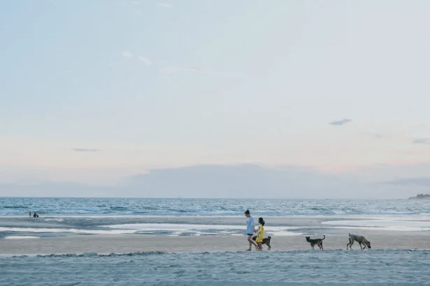 A family strolls along Phan Thiết beach with their dogs during a serene summer evening.