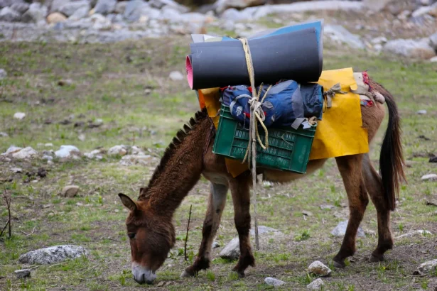 A pack mule grazing outdoors, carrying camping gear on a rocky pasture.