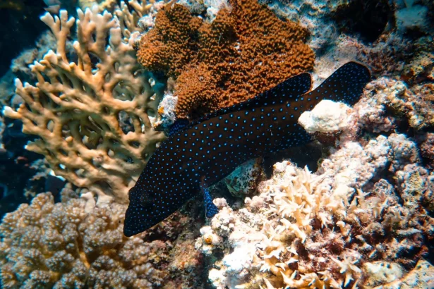 A colorful underwater coral reef with a spotted fish, showcasing vivid marine life.